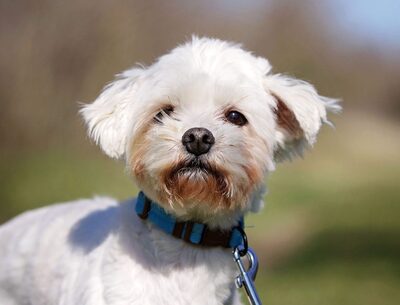 Daddy, Mischling - Rüde