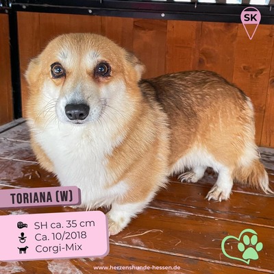 😍 Daena (w), 6 Jahre, 35 cm, Slowakei, Corgi-Mix - Hündin