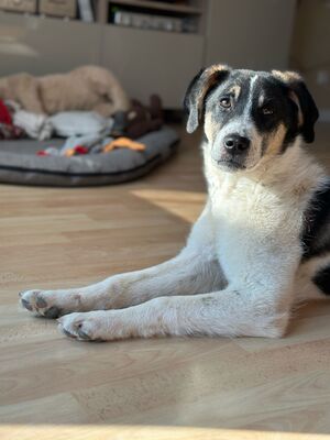 Daffy, Mischling Welpen - Rüde