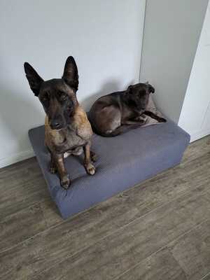 Dafne, Malinois - Hündin