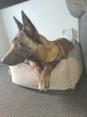 Dafne, Malinois - Hündin
