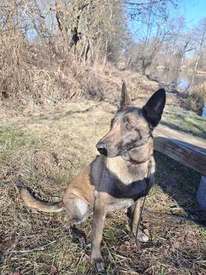 Dafne, Malinois - Hündin