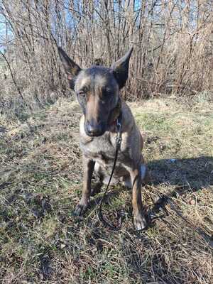Dafne, Malinois - Hündin