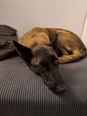 Dafne, Malinois - Hündin