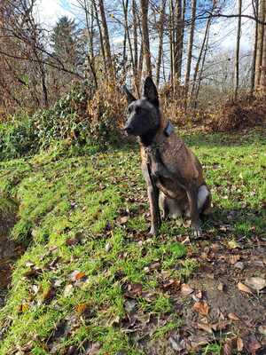 Dafne, Malinois - Hündin