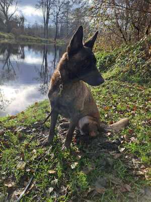Dafne, Malinois - Hündin