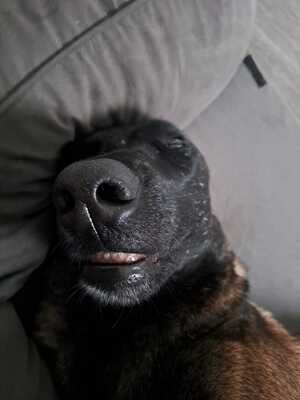 Dafne, Malinois-Mix - Hündin