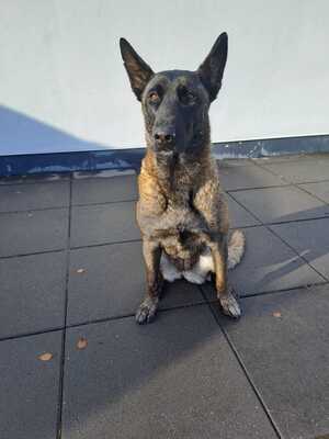 Dafne, Malinois-Mix - Hündin