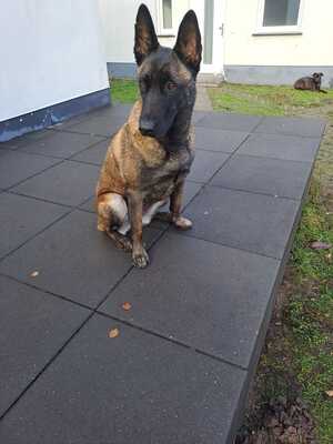 Dafne, Malinois-Mix - Hündin