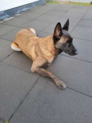 Dafne, Malinois-Mix - Hündin