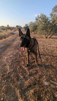 Dafne, Malinois-Mix - Hündin