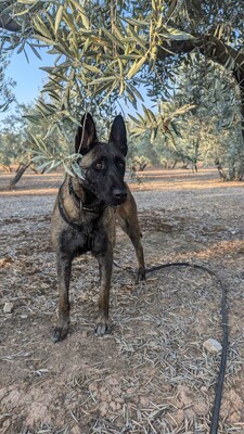 Dafne, Malinois-Mix - Hündin