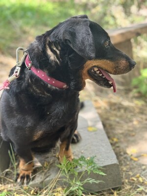 Dagi sucht ihr eigenes Königreich :-), Dackel - Hündin