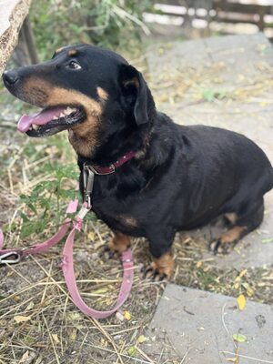 Dagi sucht ihr eigenes Königreich :-), Dackel-Mischling - Hündin