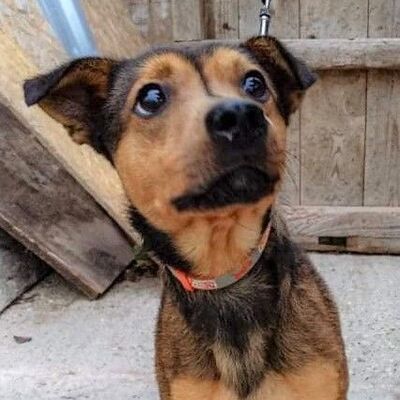 Dagi zeigt sich im Tierheim als ein freundlicher und neugieriger kleiner Kerl, Mischling - Rüde