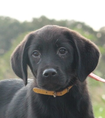 Dagny, Mischling Welpen - Rüde