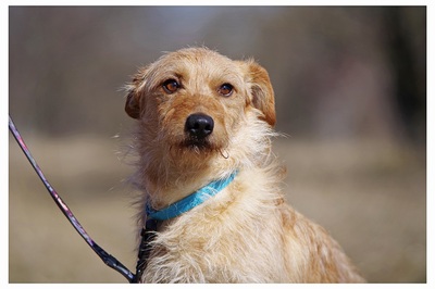 Dagobert, Dackel-Terrier-Mix Welpen - Rüde