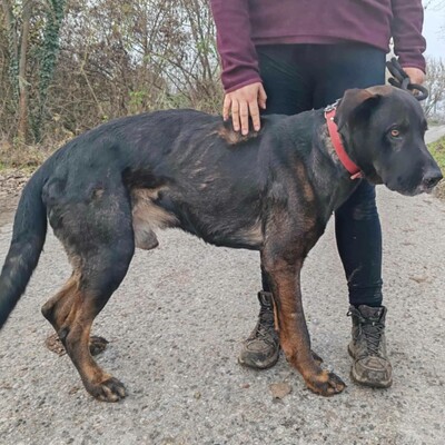 😍Dagos Schäfi-Mix hat eine unglaublich gute Persönlichkeit und ist sanft, süß und sehr lieb ❤️, Schäferhund -Mischling - Rüde