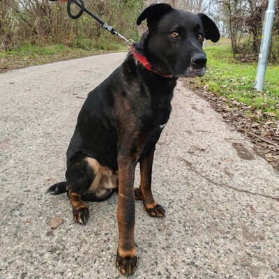 😍Dagos Schäfi-Mix hat eine unglaublich gute Persönlichkeit und ist sanft, süß und sehr lieb ❤️, Schäferhund -Mischling - Rüde