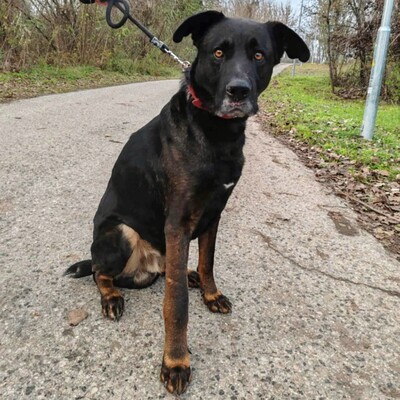 😍Dagos Schäfi-Mix hat eine unglaublich gute Persönlichkeit und ist sanft, süß und sehr lieb ❤️, Schäferhund -Mischling - Rüde