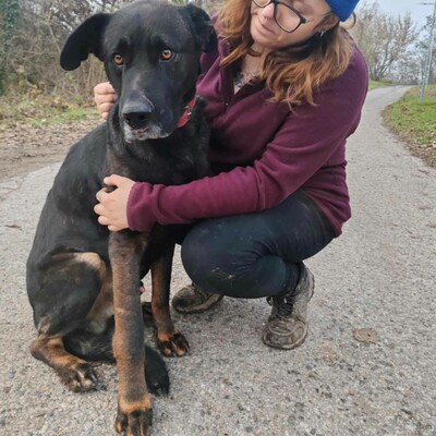 😍Dagos Schäfi-Mix hat eine unglaublich gute Persönlichkeit und ist sanft, süß und sehr lieb ❤️, Schäferhund -Mischling - Rüde