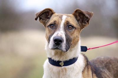 Dahlia, Staff-Mischling - Hündin