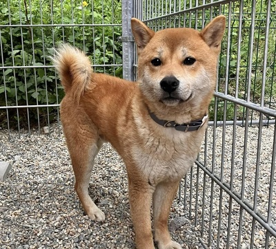 Daichi- schüchtern, verträglich, Shiba-Inu - Rüde