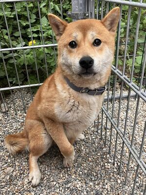 Daichi- schüchtern, verträglich, Shiba-Inu - Rüde