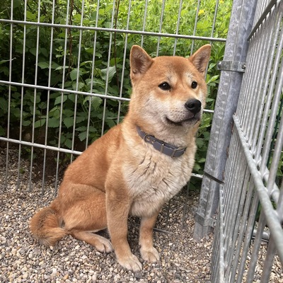 Daichi- schüchtern, verträglich, Shiba-Inu - Rüde