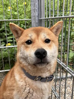 Daichi- schüchtern, verträglich, Shiba-Inu - Rüde