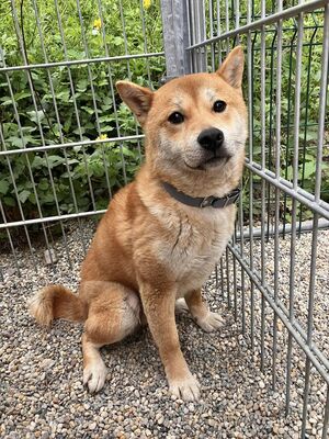 Daichi- schüchtern, verträglich, Shiba-Inu - Rüde