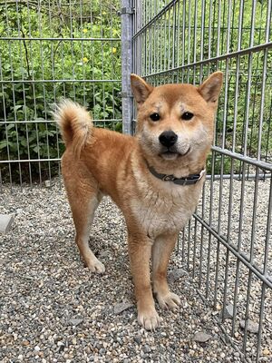 Daichi- schüchtern, verträglich, Shiba-Inu - Rüde