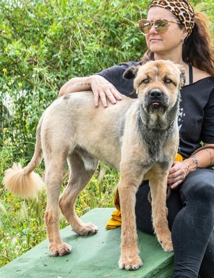 Daiki – ein lieber Wuschelhund, Mischling - Rüde