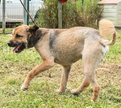 Daiki – ein lieber Wuschelhund, Mischling - Rüde