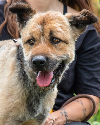 Daiki – ein lieber Wuschelhund, Mischling - Rüde