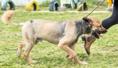 Daiki – ein lieber Wuschelhund, Mischling - Rüde