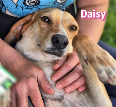 Daisy