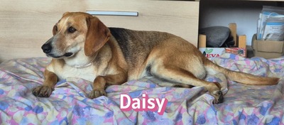 Daisy, Beagle - Bracke - Hündin