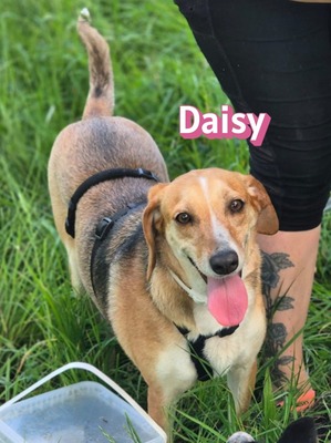 Daisy, Beagle - Bracke - Hündin