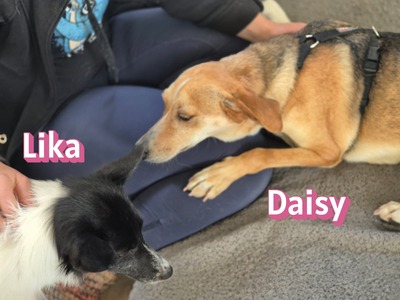 Daisy, Beagle - Bracke - Hündin