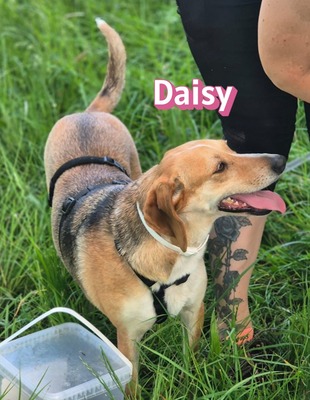 Daisy, Beagle - Bracke - Hündin