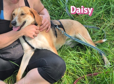 Daisy, Beagle - Bracke - Hündin