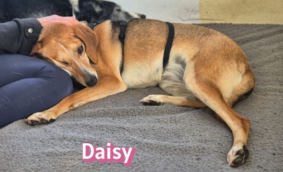 Daisy, Beagle - Bracke - Hündin