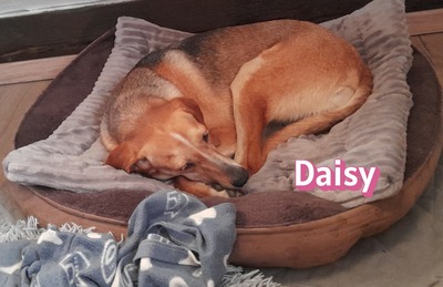 Daisy, Beagle - Bracke - Hündin
