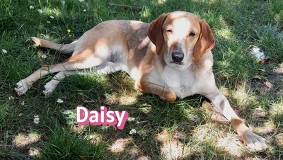 Daisy, Beagle - Bracke - Hündin