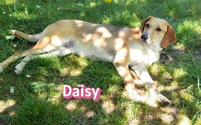 Daisy, Beagle - Bracke - Hündin