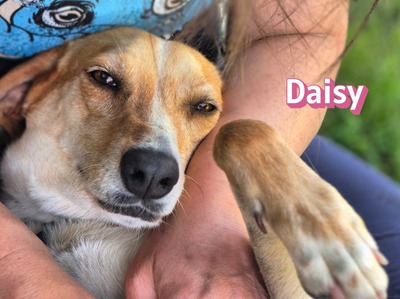 Daisy, Beagle - Bracke - Hündin