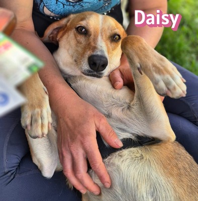 Daisy, Beagle - Bracke - Hündin