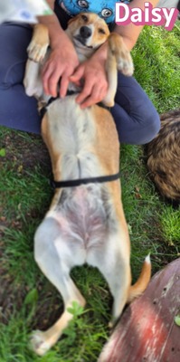 Daisy, Beagle - Bracke - Hündin