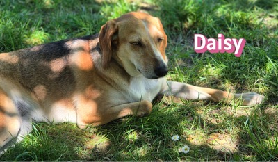 Daisy, Beagle - Bracke - Hündin